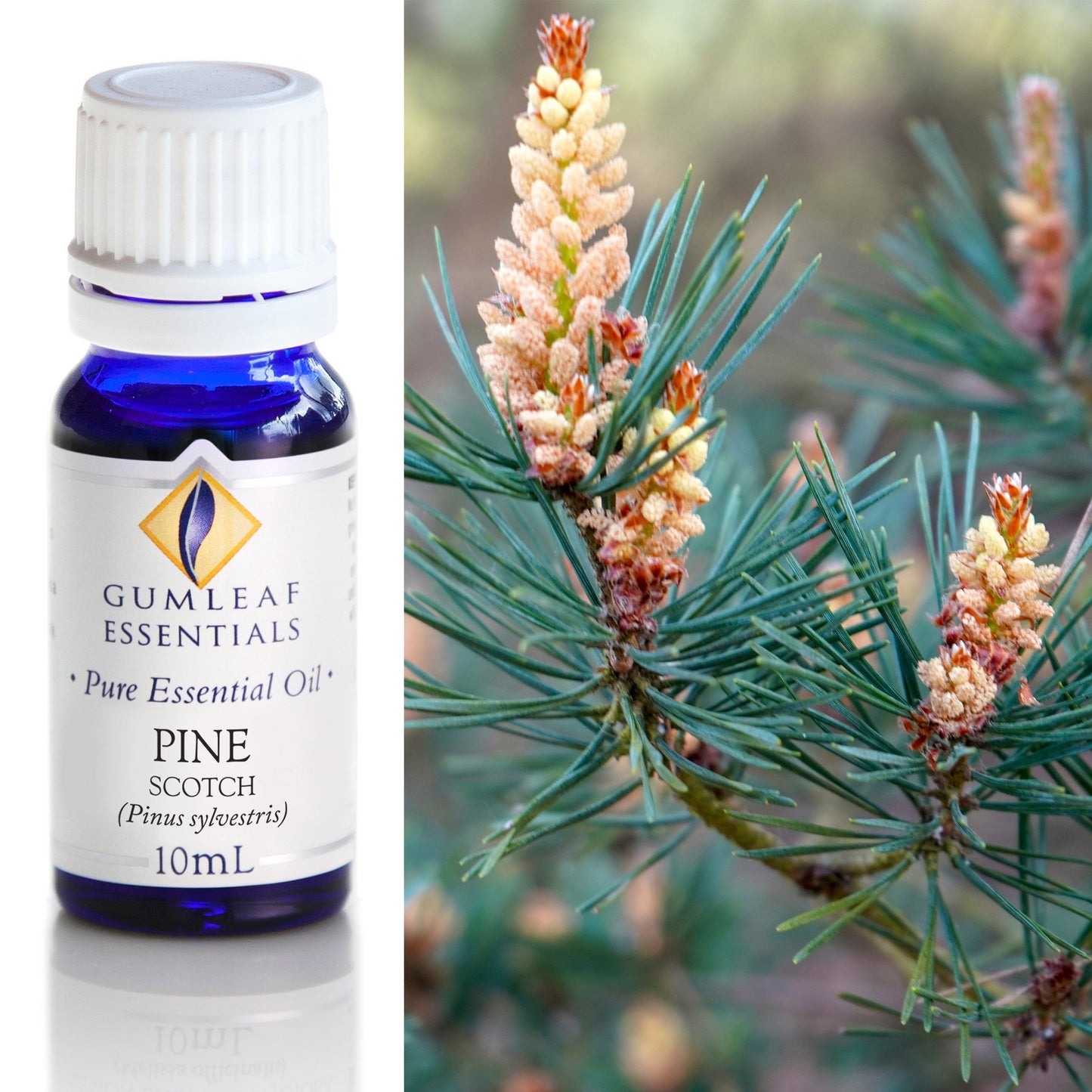 Gumleaf Essentials - Essential Oils 10ml