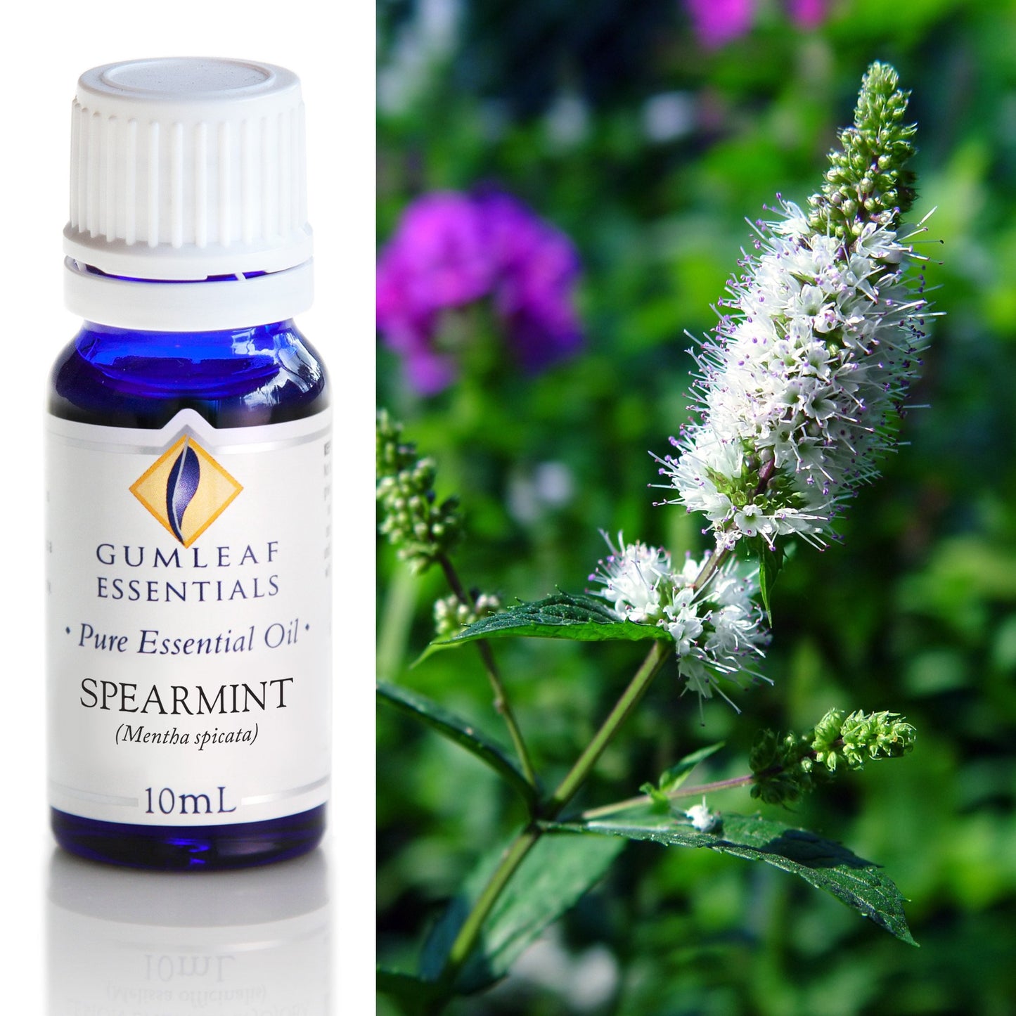 Gumleaf Essentials - Essential Oils 10ml