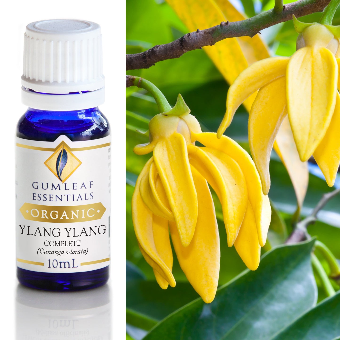 Gumleaf Essentials - Organic Essential Oils