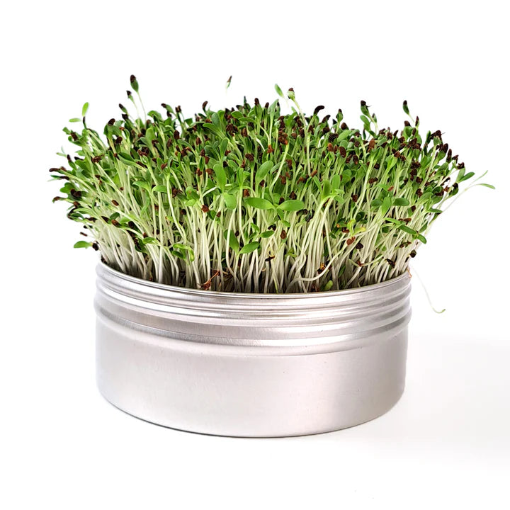 Untamed Health - Mini Tini Alfalfa Microgreens Kit