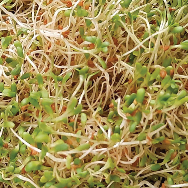 Untamed Health - Alfalfa Sprouting Seeds