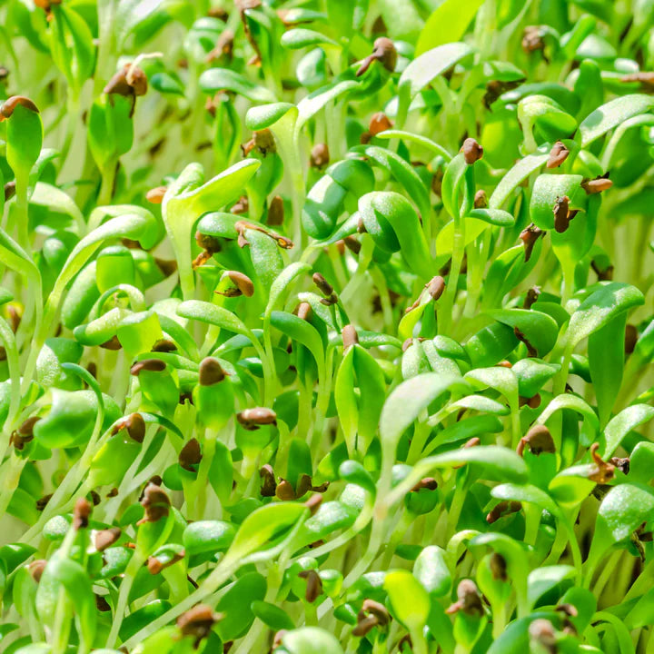 Untamed Health - Mini Tini Alfalfa Microgreens Kit