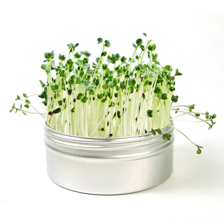 Untamed Health - Mini Tini Broccoli Microgreens Kit