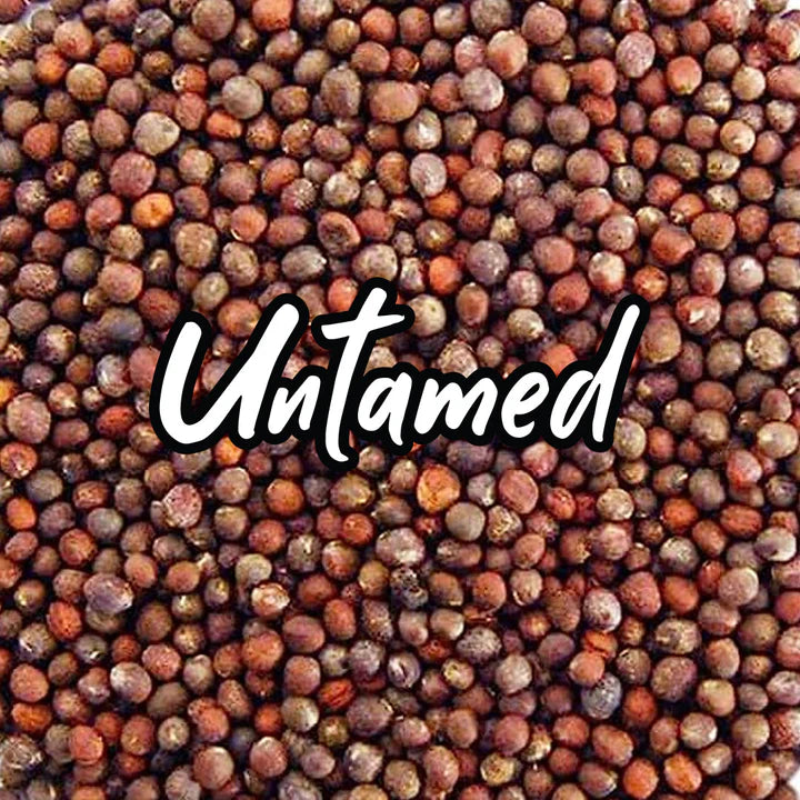Untamed Health - Broccoli Sprouting Seeds