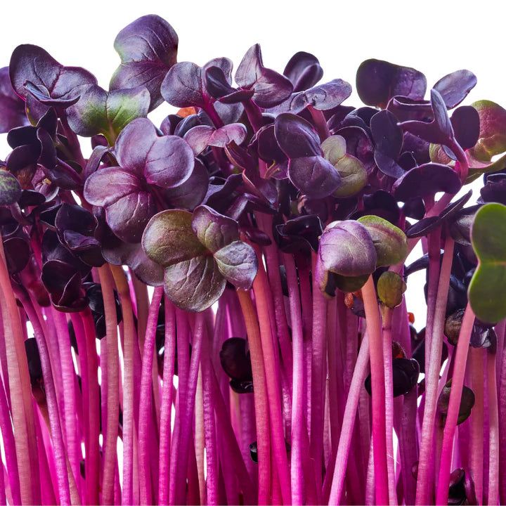 Untamed Health - Mini Tini Radish Microgreens Kit