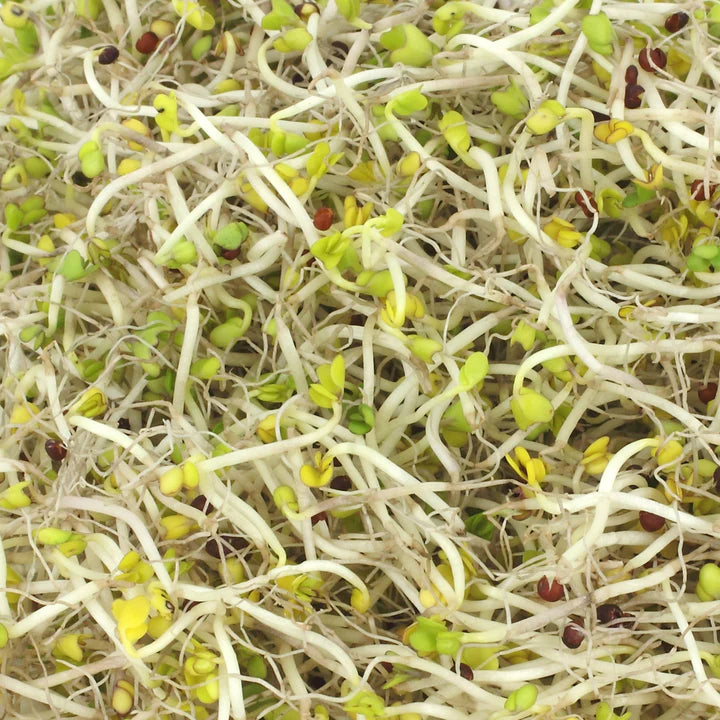 Untamed Health - Broccoli Sprouting Seeds