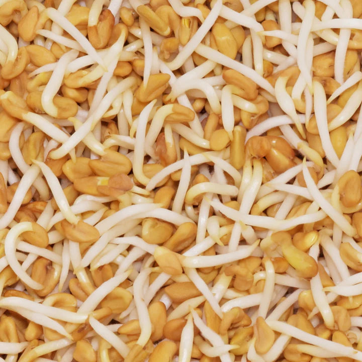 Untamed Health - Fenugreek Sprouting Seeds