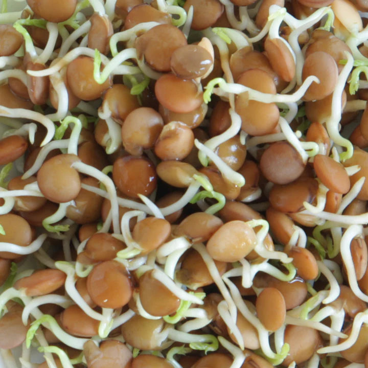 Untamed Health - Lentil Sprouting Seeds