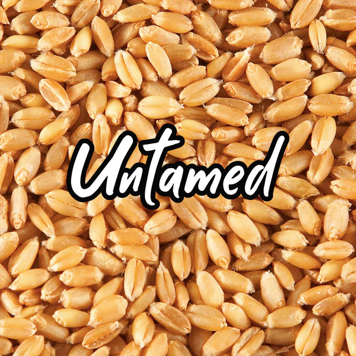 Untamed Health - Wheat Sprouting Seeds