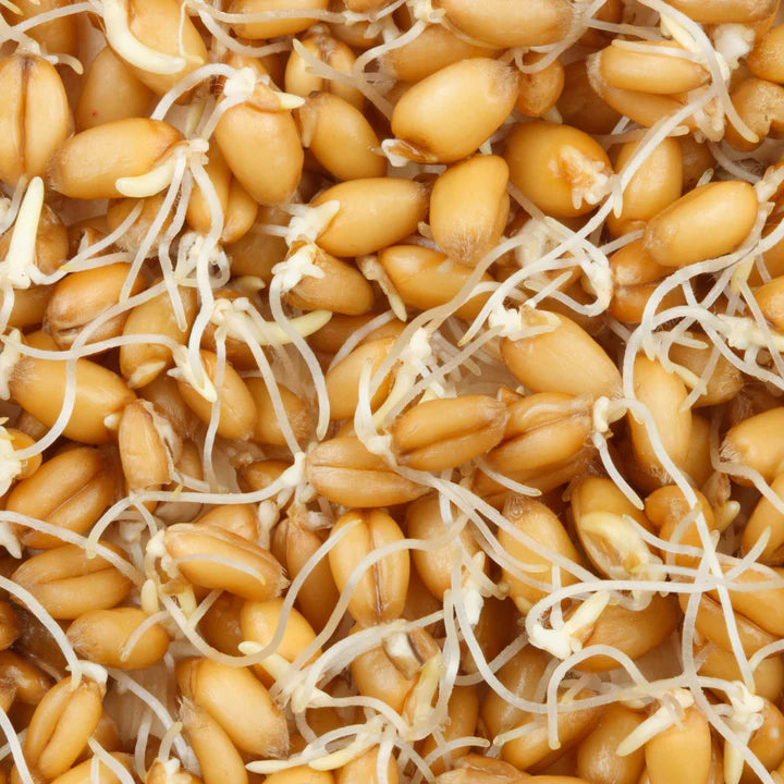 Untamed Health - Wheat Sprouting Seeds