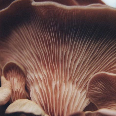 Mushroom Extracts