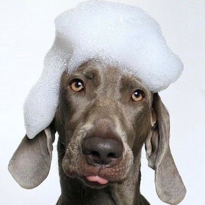 Dog Shampoo