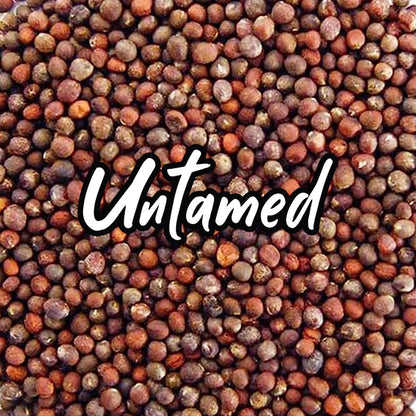 Untamed Health - Broccoli Sprouting Seeds