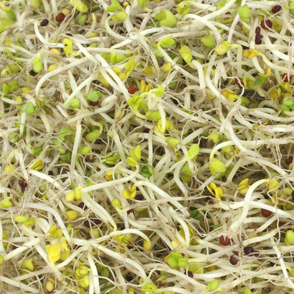 Untamed Health - Broccoli Sprouting Seeds