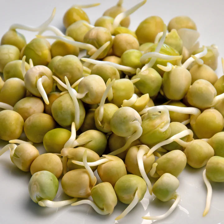 Untamed Health - Peas (Blue) Sprouting Seeds