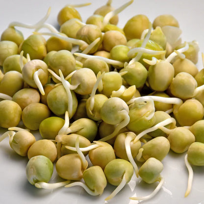 Untamed Health - Peas (Blue) Sprouting Seeds