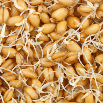 Untamed Health - Wheat Sprouting Seeds